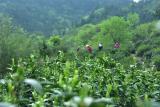 晓天镇：茶叶大户获大奖发展斗志更昂扬