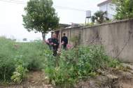菜地里非法種植1570株罌粟 蚌埠一男子被判刑