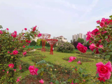 合肥植物園舉辦首屆月季花展 10萬余株月季迎客來