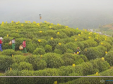 【“飞阅”中国】太平猴魁开园采茶