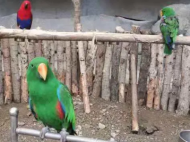 寧國警方偵破涉嫌危害珍貴瀕危野生動物案