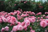 何銅陵：陪花兒坐一會
