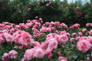何銅陵：陪花兒坐一會