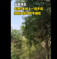 淮北一小区蛇爬5米树上 消防员出动竹竿捕蛇