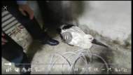六安警民合力救助國家一級保護動物白鸛