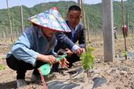 合肥包河區大圩鎮“致富果”飛入岳西縣姚河鄉