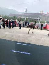 宁国街头一只鸵鸟狂奔 其主人称被狗惊吓后逃跑