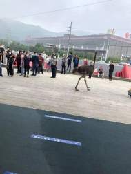 宁国街头一只鸵鸟狂奔 其主人称被狗惊吓后逃跑