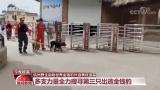 杭州野生动物世界瞒豹暴露监管缺口：林业局管动物，园谁来管