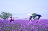 巢湖姥山島馬鞭草競相開放 紫色花海醉游人