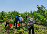 肥西县供销社：桃香不怕路途远