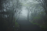 木槿花开：雨夜私语