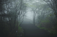 木槿花開：雨夜私語