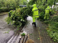狂風(fēng)暴雨之后 池州主城區(qū)百余棵行道樹倒伏或斷枝