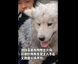 阜阳：消防员火场抱出萨摩耶 狗狗为寻主人又返回火场