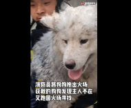 阜陽：消防員火場抱出薩摩耶 狗狗為尋主人又返回火場