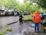 10米高的樟树倒伏路面  黄山市屯溪九小路段严重堵塞