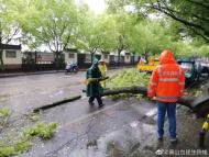 10米高的樟樹倒伏路面  黃山市屯溪九小路段嚴(yán)重堵塞