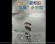 安慶警花下班巧遇“迷路”小香豬  一番追逐終將小豬“擒獲”