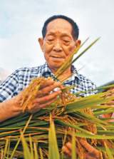 “杂交水稻之父”袁隆平院士——一稻济世 万家粮足