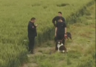 天上無人機地面有警犬   躲藏在麥地里小偷“認慫”