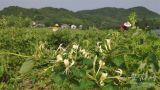青陽喬木鄉：花開遍野生金銀，凌塘村的致富之路