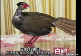 歙县一饭店闯入“不速之客”    竟是二级保护动物白鹇