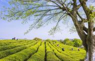 崔立：突然喜歡喝茶