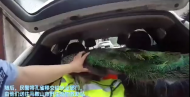 馬鞍山：孔雀突然飛入民宅   居民將其抱上警車