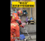 “蛇出没”！池州一居民家中惊现眼镜蛇  