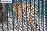 河南淅川发生一起老虎袭人事件：饲养员死亡，两只老虎被击毙