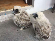 歙縣成功救助兩只國家二級保護動物—褐林鸮幼鳥