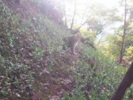 杭州出動近千人尋找外逃金錢豹  涉事野生動物世界發布致歉聲明