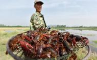 “開塘紅” ?巢湖小龍蝦迎來捕撈高峰期