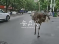 鴕鳥出逃！狂奔20多公里現身安慶鬧市 疑因受驚嚇與體力不支不幸死亡