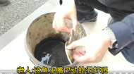 宣城一七旬老人魚塘里抓到“怪魚”    竟是國家一級保護動物中華鱘
