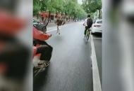 鴕鳥狂奔20多公里 因體力透支不幸死亡
