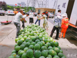 合肥滨湖新区开辟小区西瓜摊53处  瓜农最快6月12日入驻