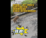 滁州：“網紅”野豬寶寶不慎落井   消防員套繩救出