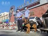 大考2021｜肥西：警犬出动为高考考生保驾护航