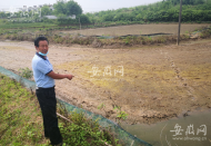 六安200多畝農田突遭“毒水”侵害：秧田變“荒原” 魚塘魚蝦全部死光