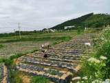宜秀區羅嶺鎮妙山村：發展菊花產業，助力鄉村振興
