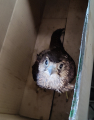 合肥一居民家中飛來一只鳥 竟是國家二級保護動物