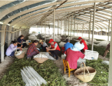 情系蠶農夏忙收繭