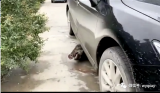 祁门境内一野猪与轿车碰撞   车损猪亡 