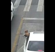 滁州：駕駛座探出狗頭  男子邊開車邊擼狗被罰