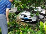 合肥：暴雨之后9米高玉兰树被刮倒 路边车辆被砸损坏严重