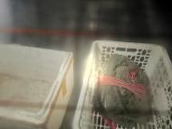 偷盜小龍蝦解饞  黃山兩“吃貨”被拘留并罰款