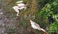蕪湖：老鴨誤食農藥致死引糾紛  民警耐心調解化接解鄰居矛盾