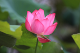 朱王芳:花气薰人